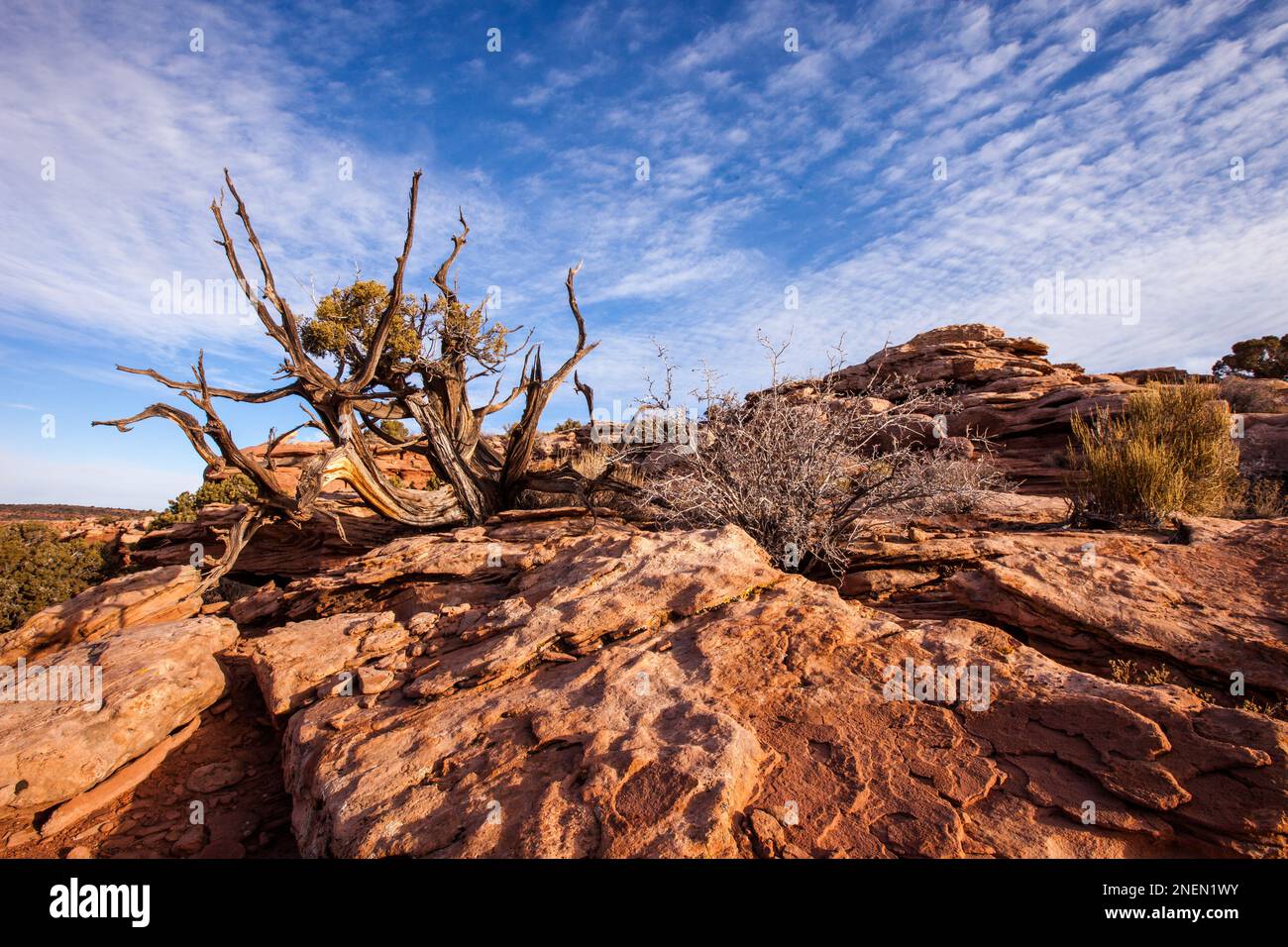 Ein verdrehter Wacholderstamm mit ein paar aktiven Zweigen am Marlboro Point bei Moab, Utah. Wacholderbäume aus Utah können bis zu tausend Jahre leben. Stockfoto