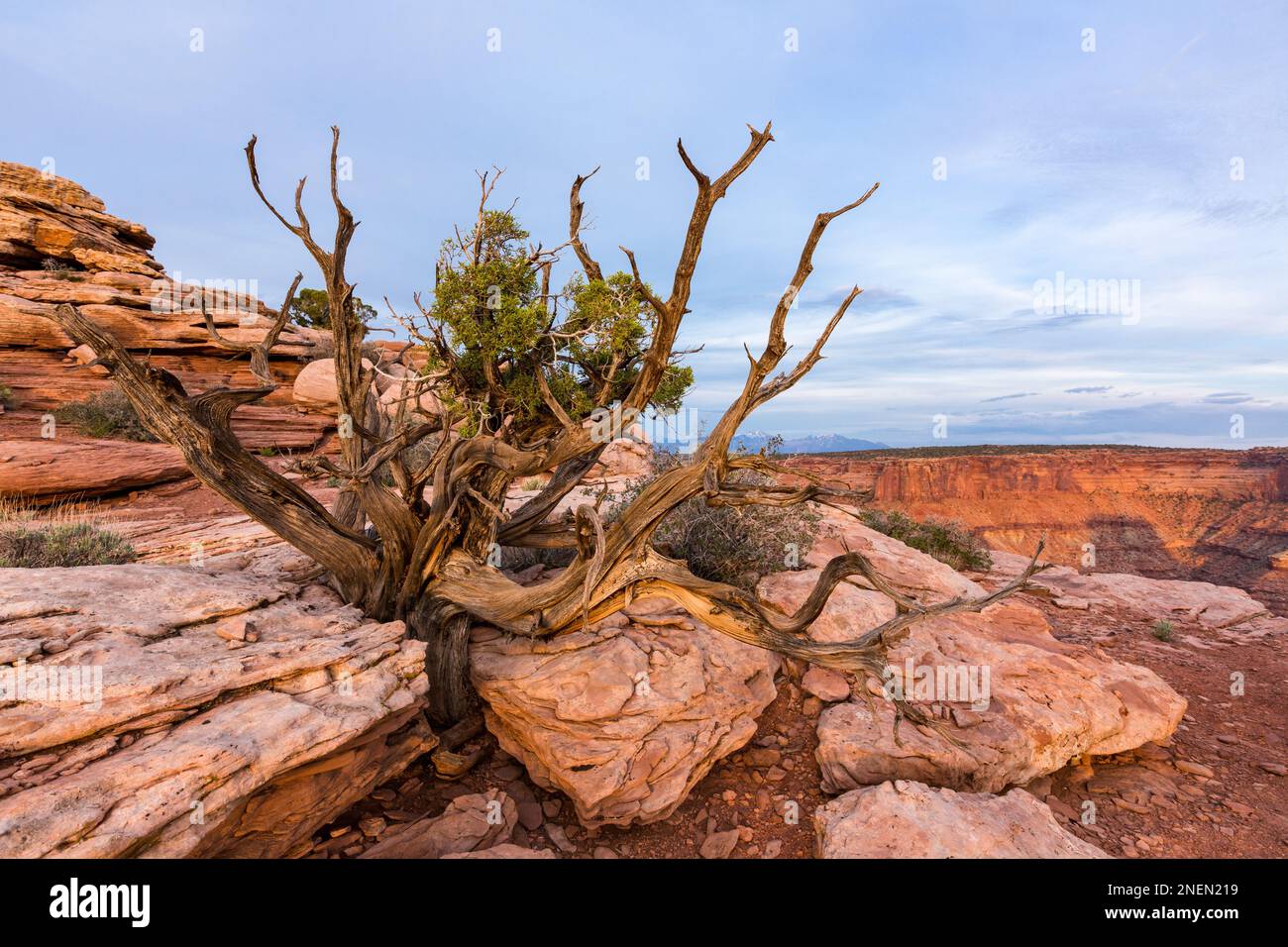 Ein verdrehter Wacholderstamm mit ein paar aktiven Zweigen am Marlboro Point bei Moab, Utah. Wacholderbäume aus Utah können bis zu tausend Jahre leben. Stockfoto