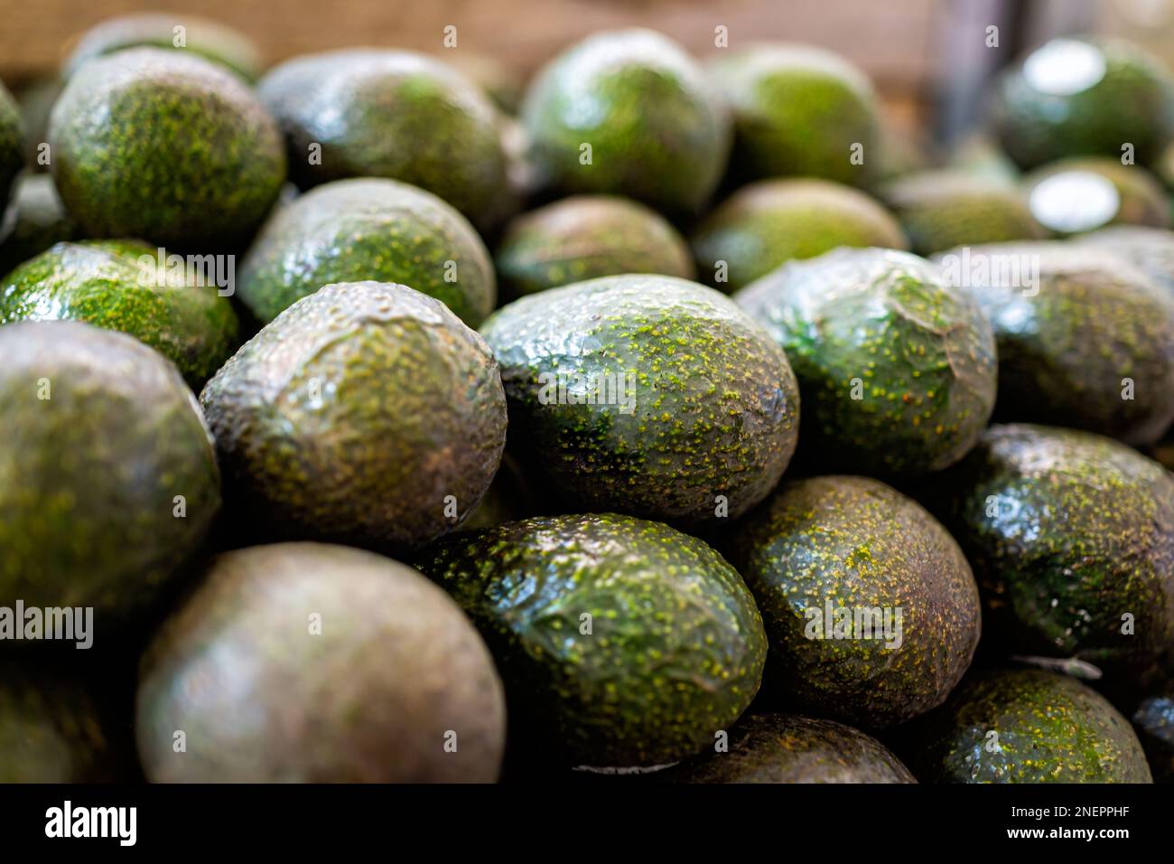 Avocados auf Lebensmittelgeschäften im Supermarkt werden in Reihen gestapelt, rohe unreife tropische grüne Früchte in Netzbeuteln Stockfoto