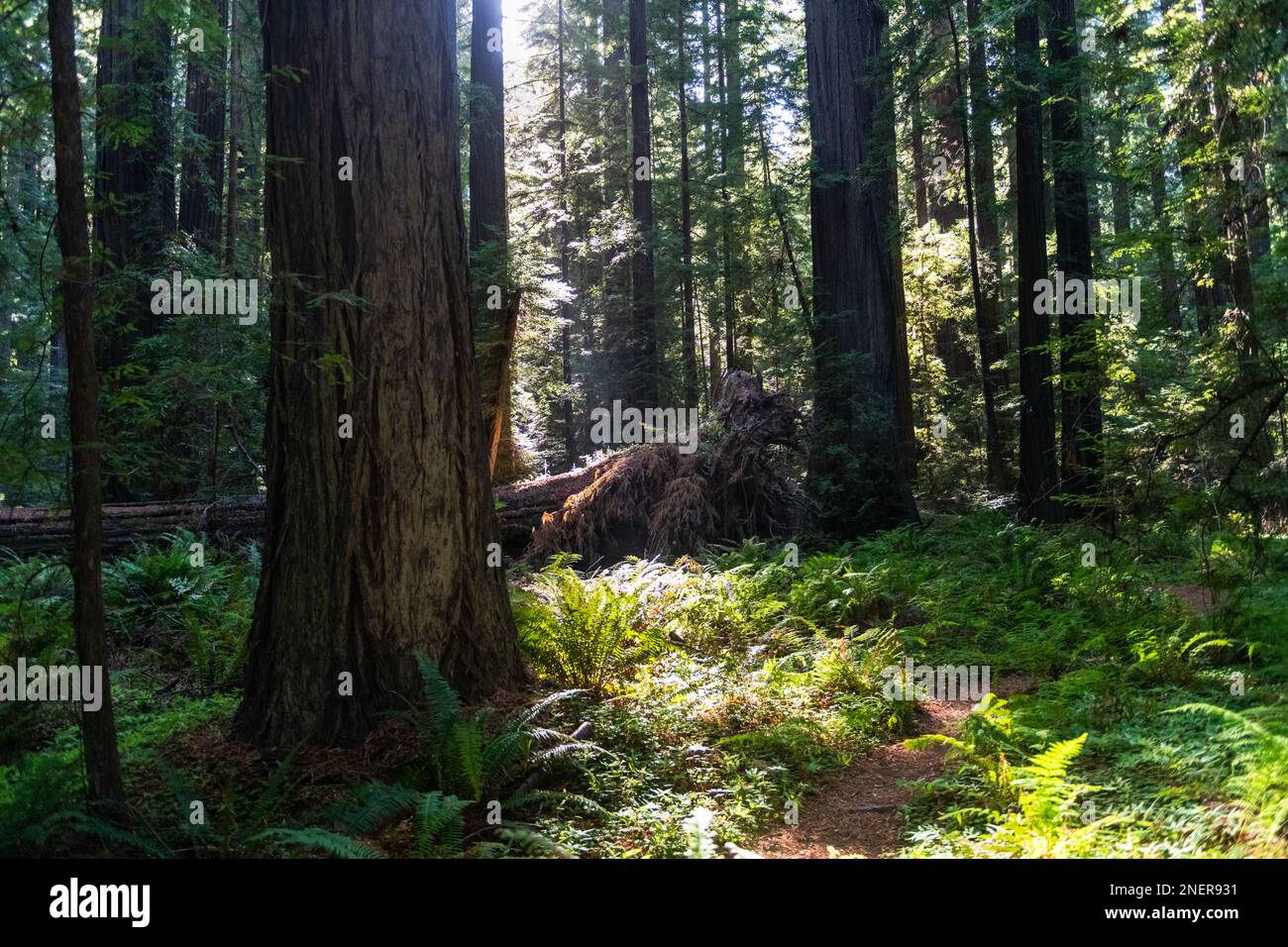Lichtstrahlen, die Farne und Klee in einem Redwood-Wald bei Mendocino, Kalifornien, erleuchten Stockfoto
