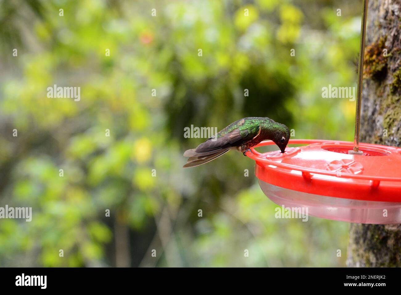 Kolibri. Das Acaime-Kolibri-Vogelschutzgebiet. Naturpark Los Nevados. Abteilung Quindio. Kolumbien Stockfoto