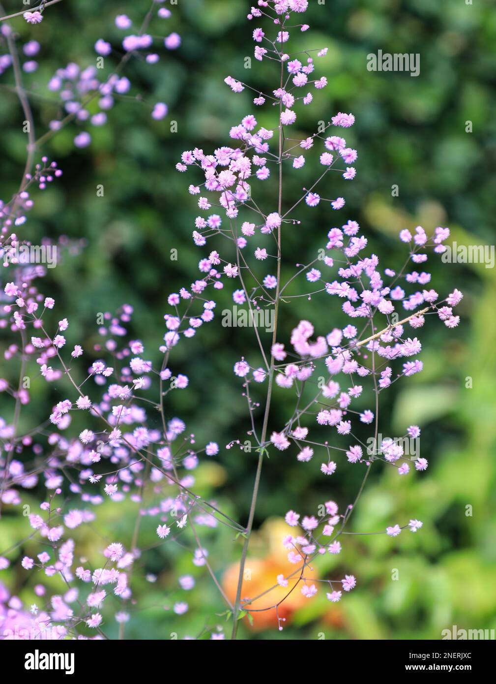 Die kleinen rosafarbenen Blumen von Gypsophila paniculata, auch Baby's Breath genannt, England, Großbritannien Stockfoto