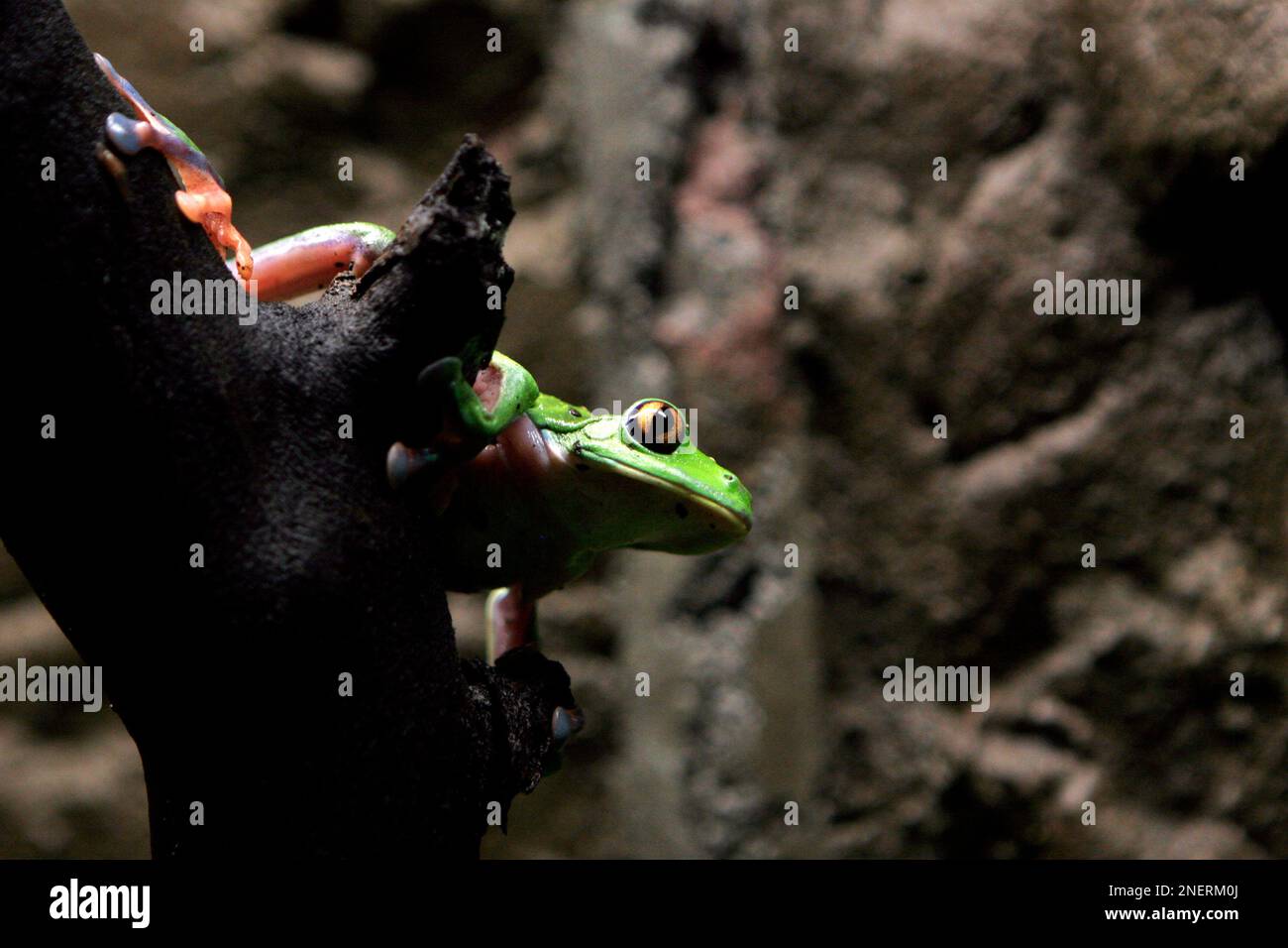 An endangered Agalychnis annae, commonly known as a BlueSided Leaf