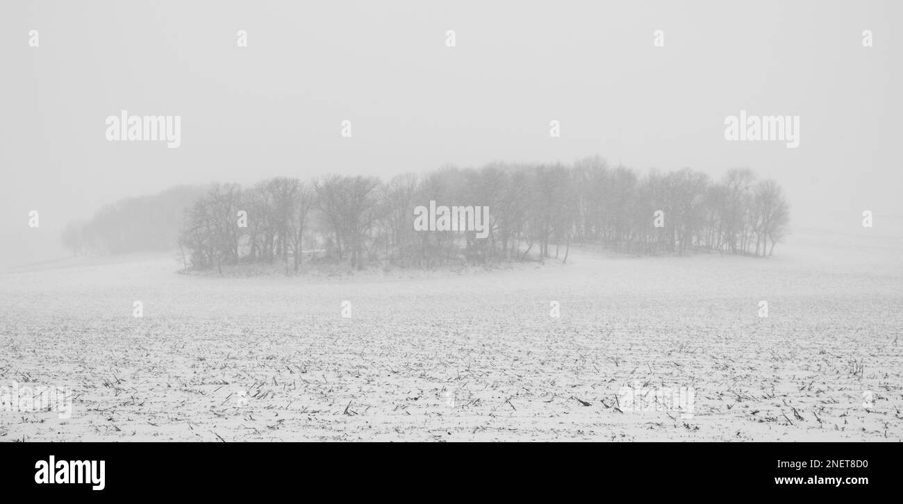 Foto von Bäumen und einem Feld während eines Schneesturms. Madison, Wisconsin, USA. Stockfoto
