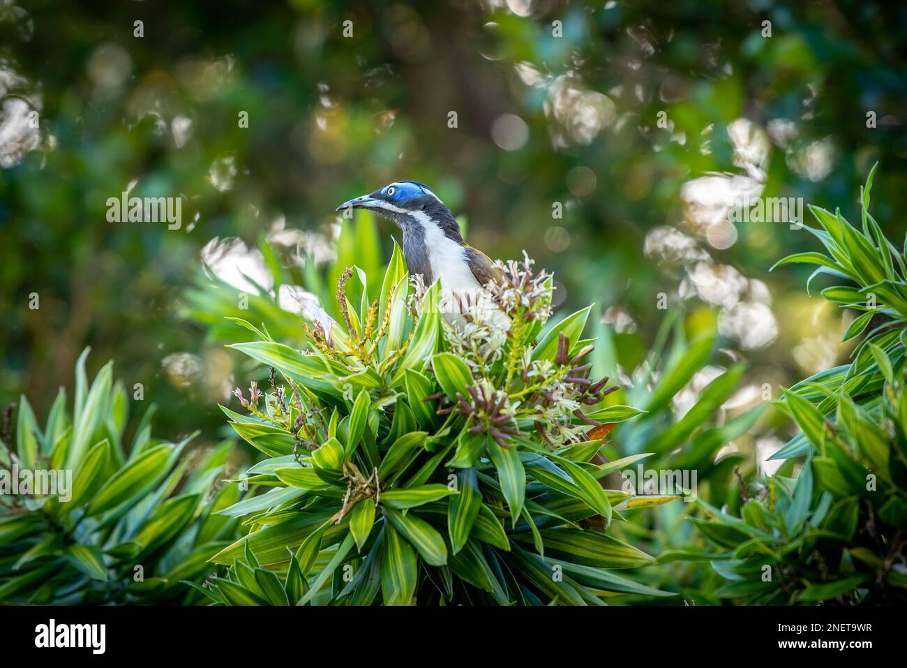 Blauer Honigfresser (Bananabird) (Entomyzon cyanotis) in Brisbane, Queensland, Australien Stockfoto