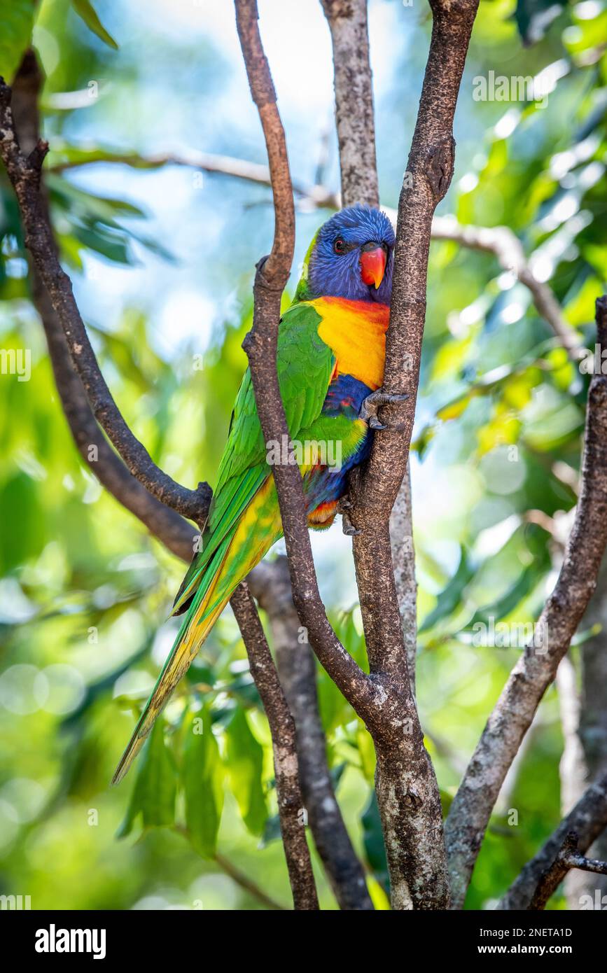 Rainbow Lorikeet (Trichoglossus moluccanus), in Queensland, Australien Stockfoto