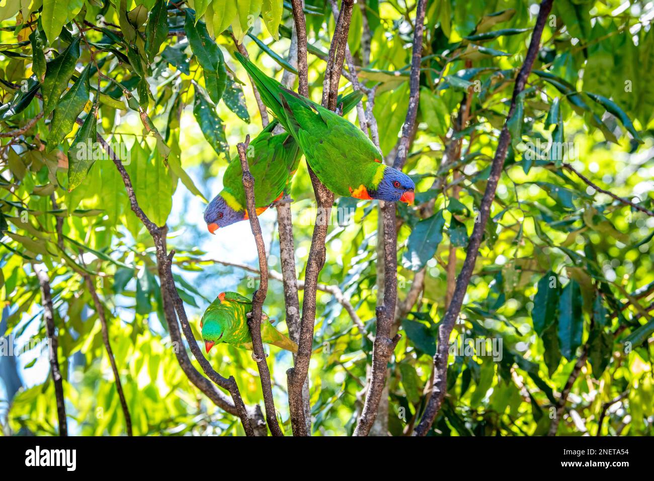 Ein Paar Regenbogen-Lorikeets (Trichoglossus moluccanus) in Queensland, Australien Stockfoto