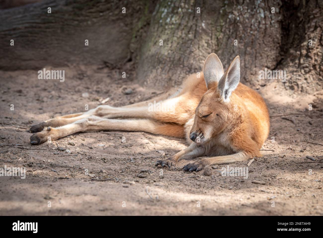 Rotes Känguru (Osphranter rufus) joey, schlafend, in Queensland, Australien Stockfoto