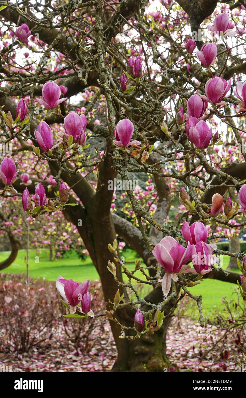 Blühende Rosa Magnolienbäume Christchurch, Neuseeland Stockfoto