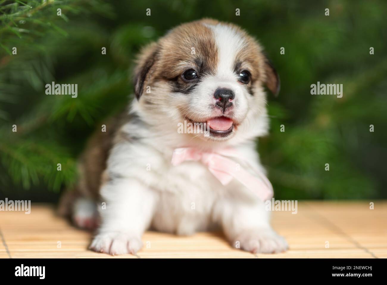 Süßes lächelndes weibliches Hündchen von walisischem pembroke Corgi brütet in der Natur. Selektiver Fokus Stockfoto