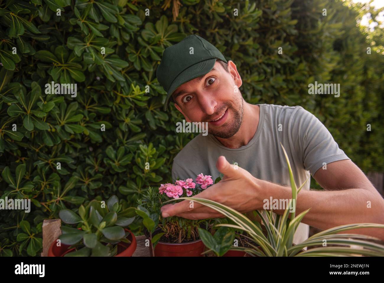 Ein Gärtner mit grüner Mütze lächelt, während er vor dem lebenden immergrünen Zaun Phillyrea latifolia Zimmerpflanzen riecht. Blütenallergie. Natururlaub g Stockfoto