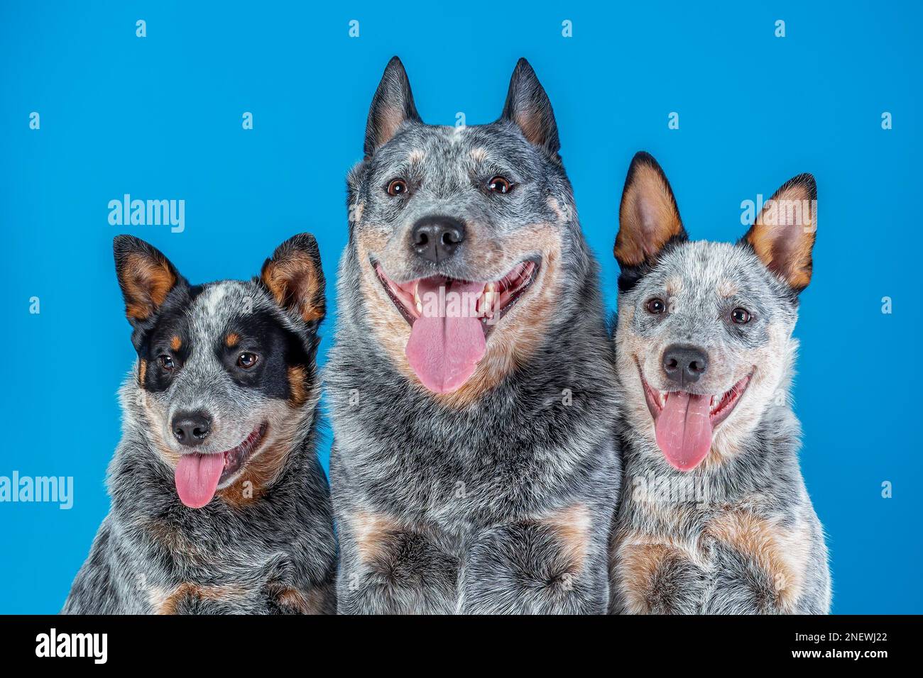 Porträt einer niedlichen Familie von australischem Rinderhund oder blauem Absatz. Vater Hund und zwei Welpen lächeln mit ausgestreckter Zunge auf blauem Hintergrund. Stockfoto
