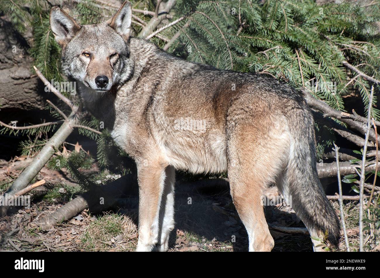 Der ganze Körper des Roten Wolfes blickt nach links und schaut auf die Kamera vor der Kiefer und dem gestürzten Baumstamm Stockfoto