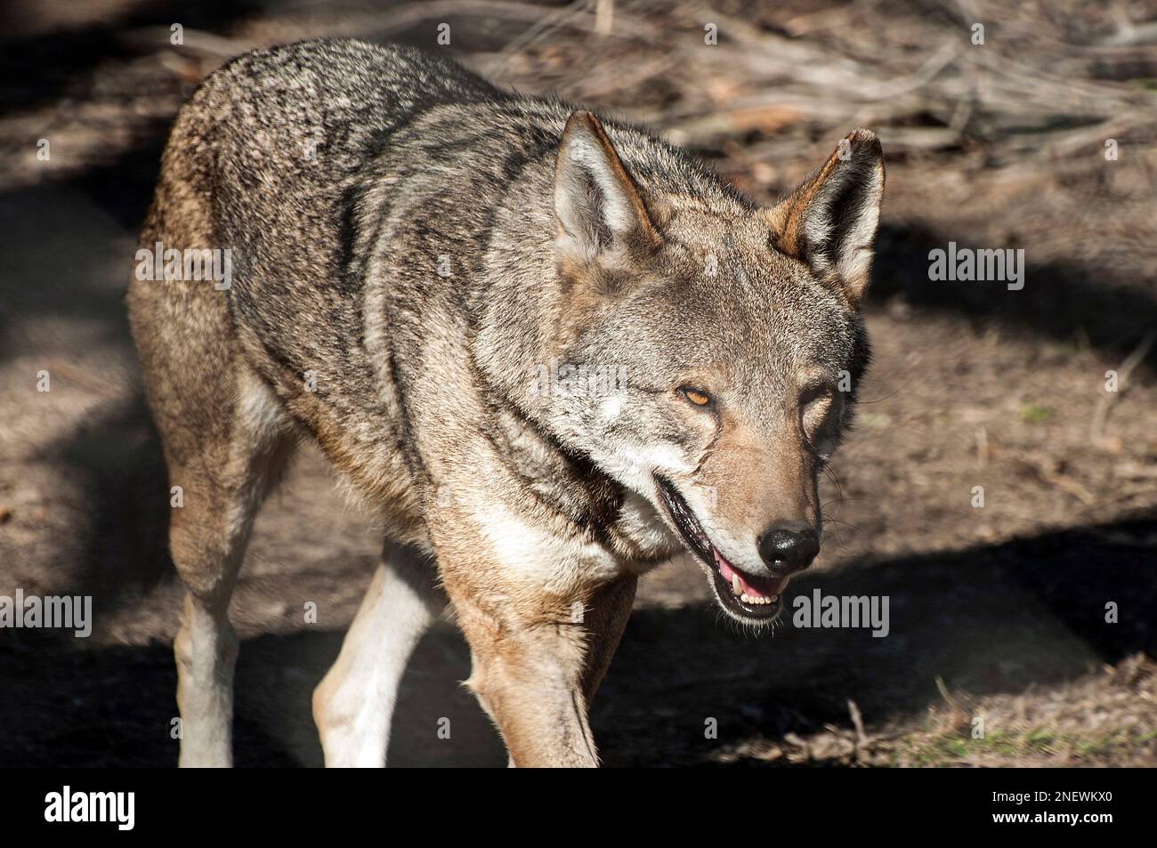 Blick auf den ganzen Körper des Roten Wolfs, 45 Grad nach rechts, um die Kamera zu laufen Stockfoto