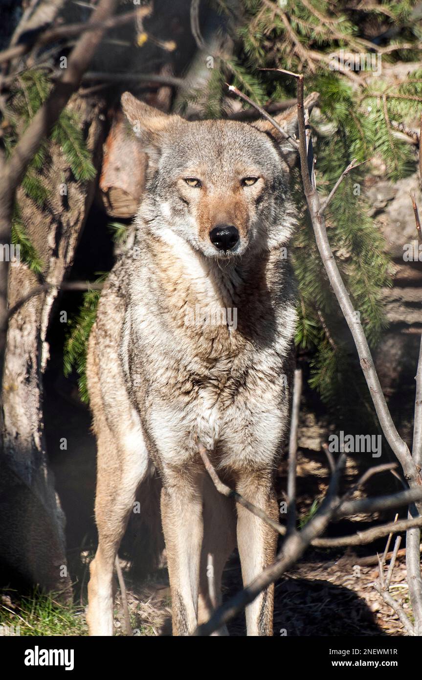Roter Wolf, voller Körper, der vor der Kiefer auf die Kamera schaut und der gestürzte Baumstamm, vertikal Stockfoto