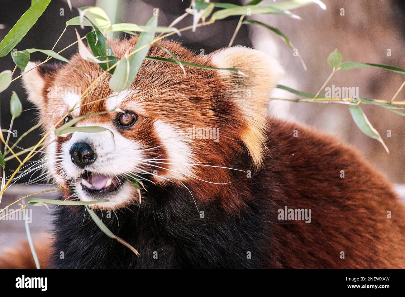 Roter Panda, eine vom Aussterben bedrohte Spezies Stockfoto