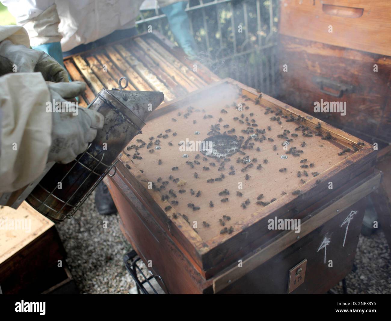 This Aug. 26, 2009 photo shows beekeepers working beehives in the
