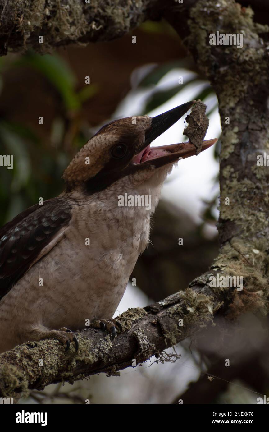 Lachender Kookaburra, der beste Vogel, den man fotografieren kann Stockfoto
