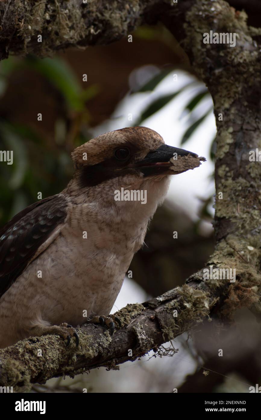 Lachender Kookaburra, der beste Vogel, den man fotografieren kann Stockfoto