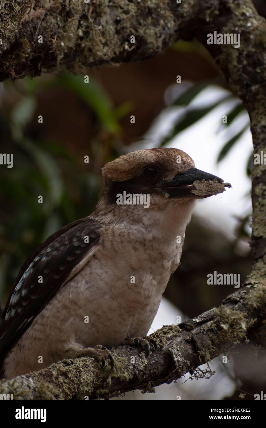 Lachender Kookaburra, der beste Vogel, den man fotografieren kann Stockfoto