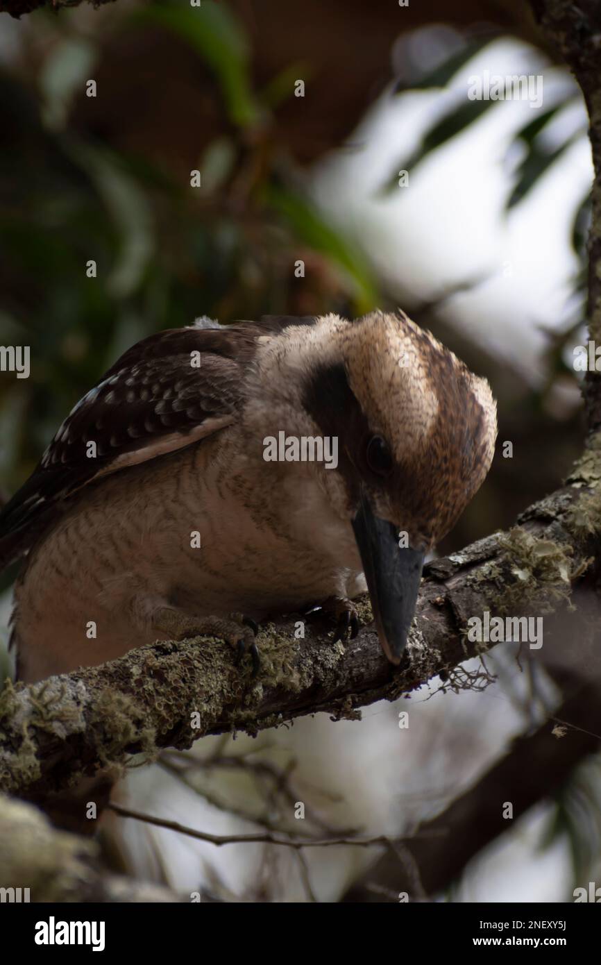 Lachender Kookaburra, der beste Vogel, den man fotografieren kann Stockfoto