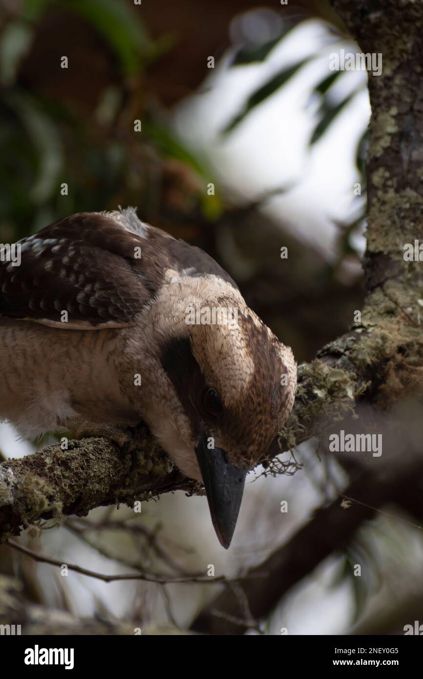 Lachender Kookaburra, der beste Vogel, den man fotografieren kann Stockfoto