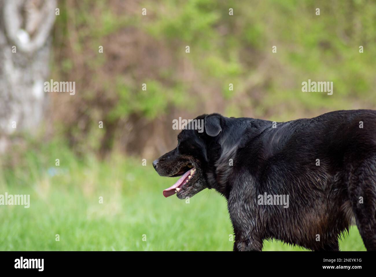 Der alte Hund hat an einem sonnigen Tag in der Natur Durst bekommen Stockfoto