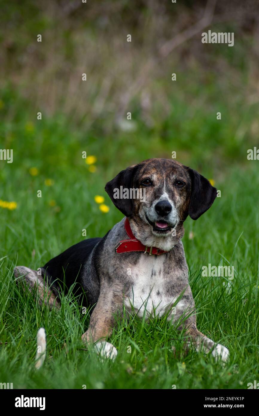 Adoptierter streunender Hund, der beim ersten Picknick ihrer Besitzerin voller Freude lächelt Stockfoto