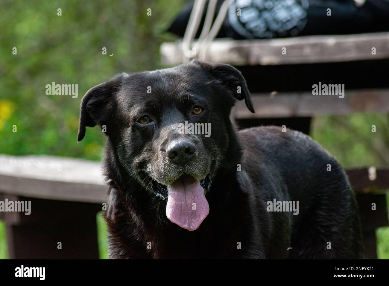 Durstiger streunender Hund, der während des heißen Sommers um Wasser bettelte Stockfoto