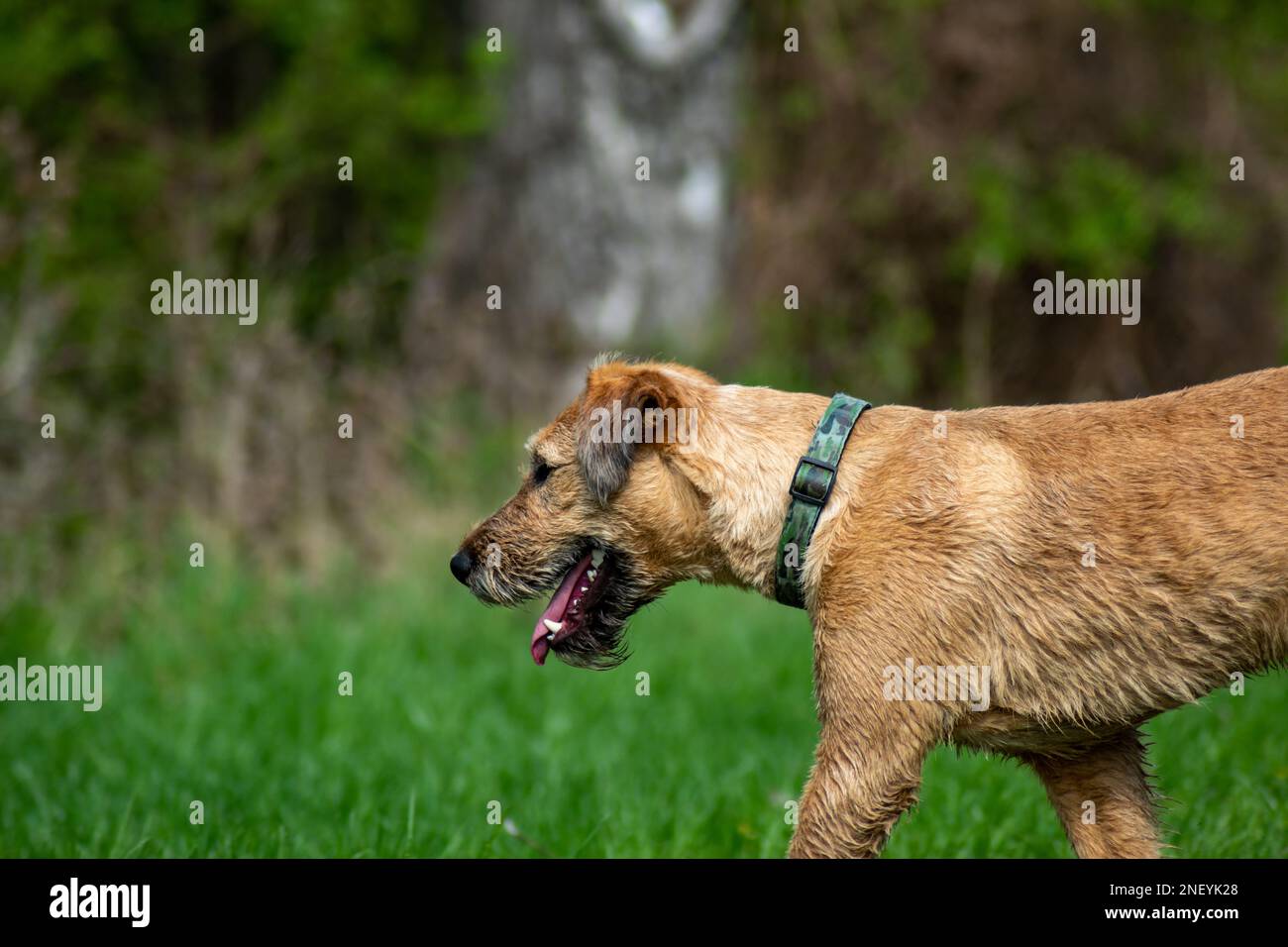 Junger Adoptivhund genießt einen Tag in der Natur Stockfoto