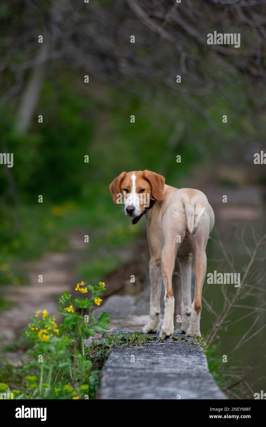 Ein getrimmter brauner Hund, der am Flussufer auf die Kamera starrt Stockfoto