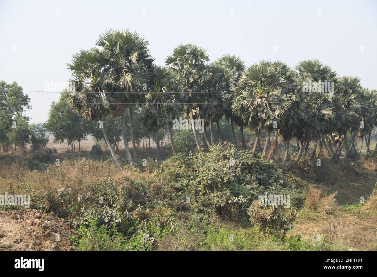 Palmen in der Nähe des Tata Nano-Kontroversen-Landes in Singur, Hooghly, Westbengalen, Indien. Stockfoto