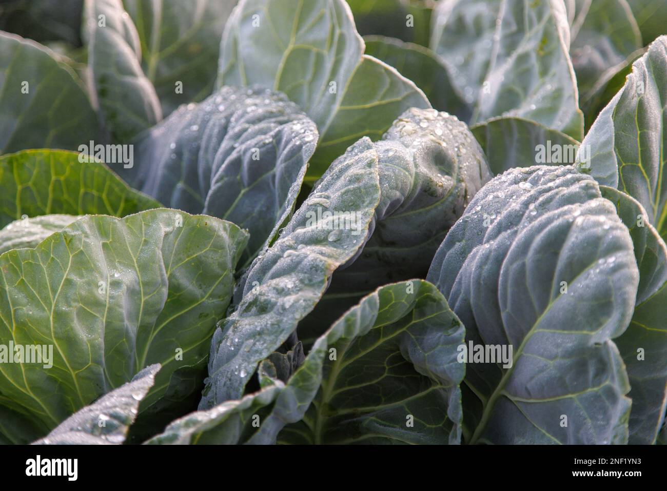 Sonnenaufgang über Salat im Nebel Stockfoto