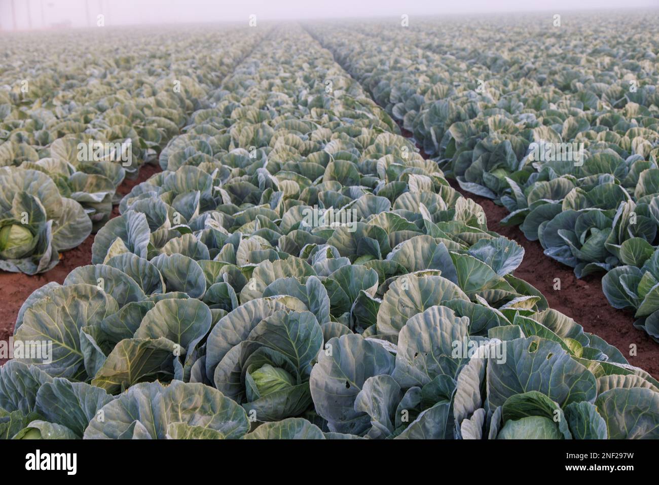 Sonnenaufgang über Salat im Nebel Stockfoto