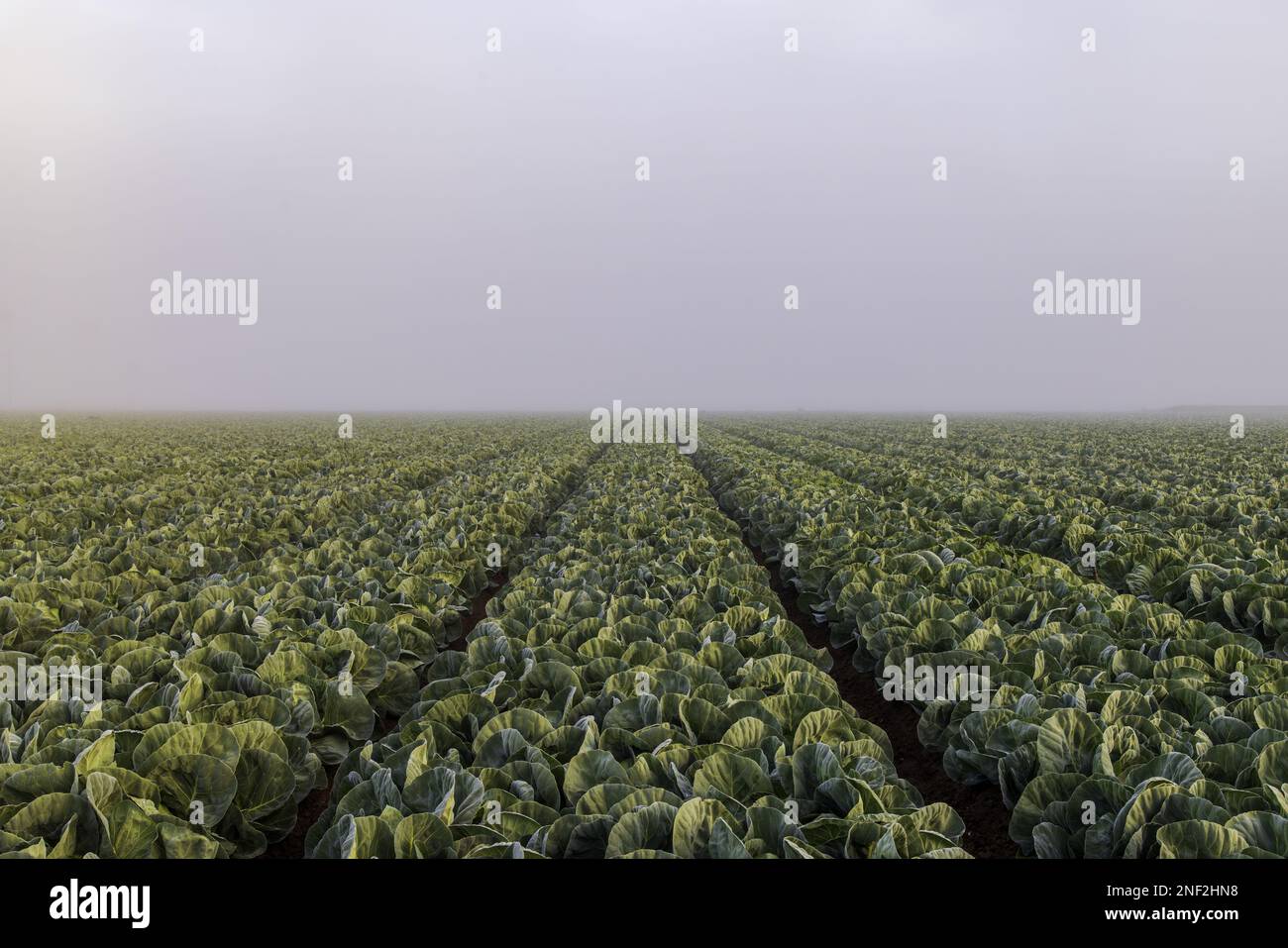 Sonnenaufgang über Salat im Nebel Stockfoto