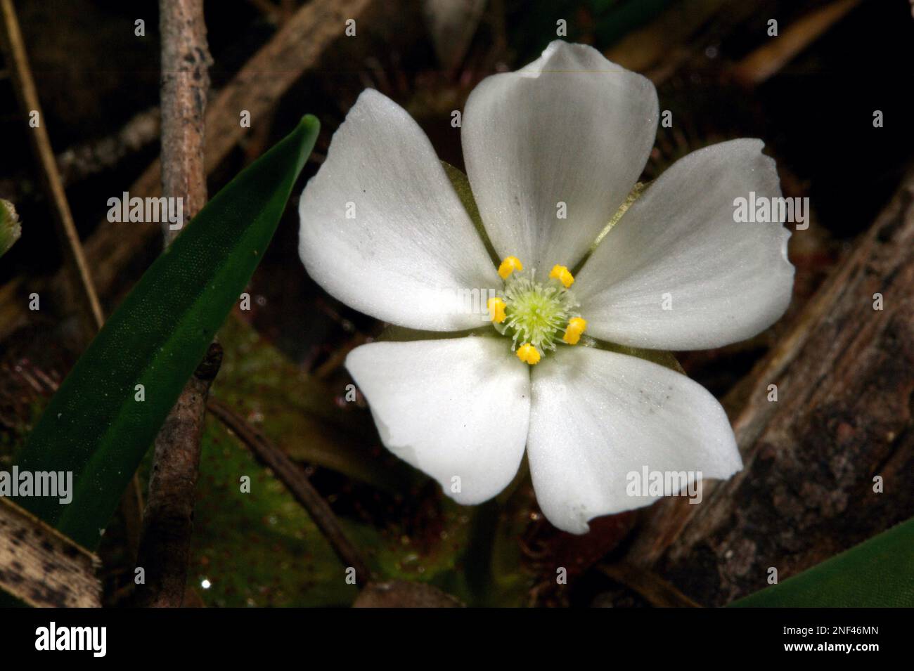 Ein duftend geduckter Sonnentau (Drosera Whitakerii) ist eine Freude, wenn er in der Blüte ist. Der Duft zieht Insekten an, die an den Blättern haften - und gegessen werden! Stockfoto