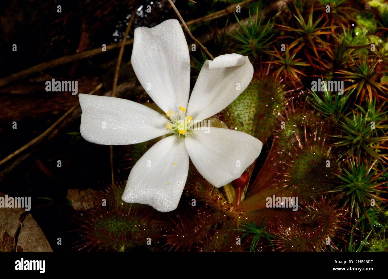 Ein duftend geduckter Sonnentau (Drosera Whitakerii) ist eine Freude, wenn er in der Blüte ist. Der Duft zieht Insekten an, die an den Blättern haften - und gegessen werden! Stockfoto