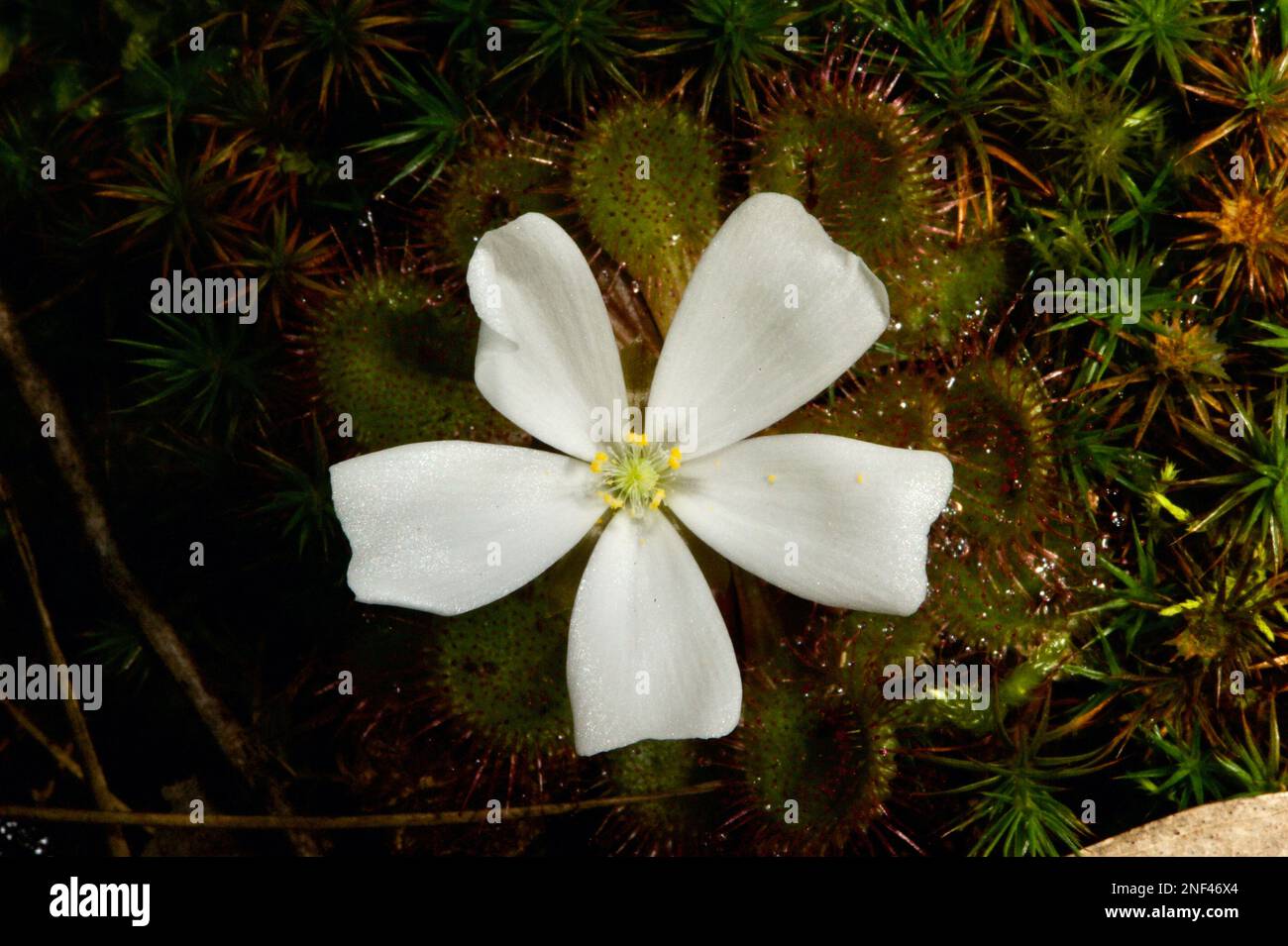 Ein duftend geduckter Sonnentau (Drosera Whitakerii) ist eine Freude, wenn er in der Blüte ist. Der Duft zieht Insekten an, die an den Blättern haften - und gegessen werden! Stockfoto
