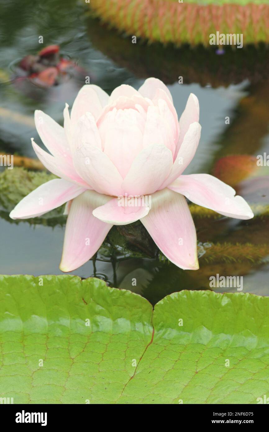 Victoria amazonica ist eine Art Blütenpflanze, die größte der Nymphaeaceae-Familie von Wasserlilien. Es ist die Nationalblume von Guyana Stockfoto