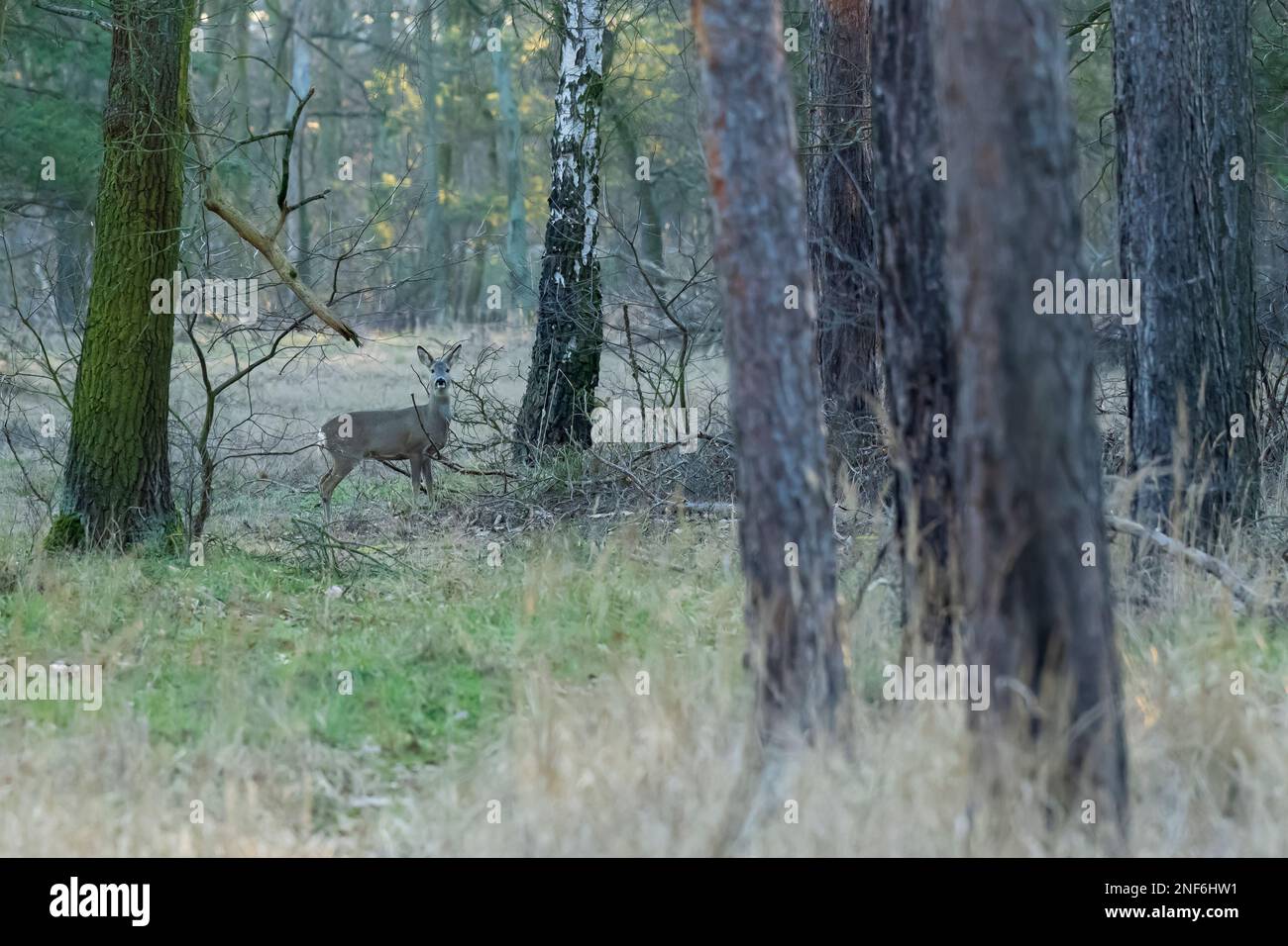Im Wald steht ein Hirsch Stockfoto
