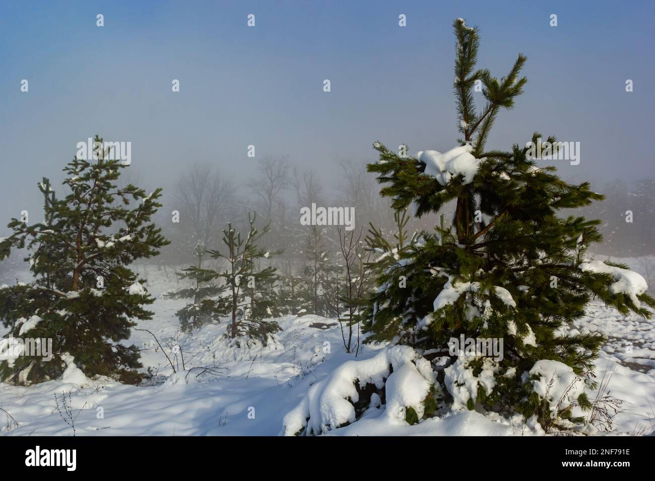 Winter verschneite frostige Landschaft. Der Wald ist schneebedeckt. Frost und Nebel im Park. Stockfoto