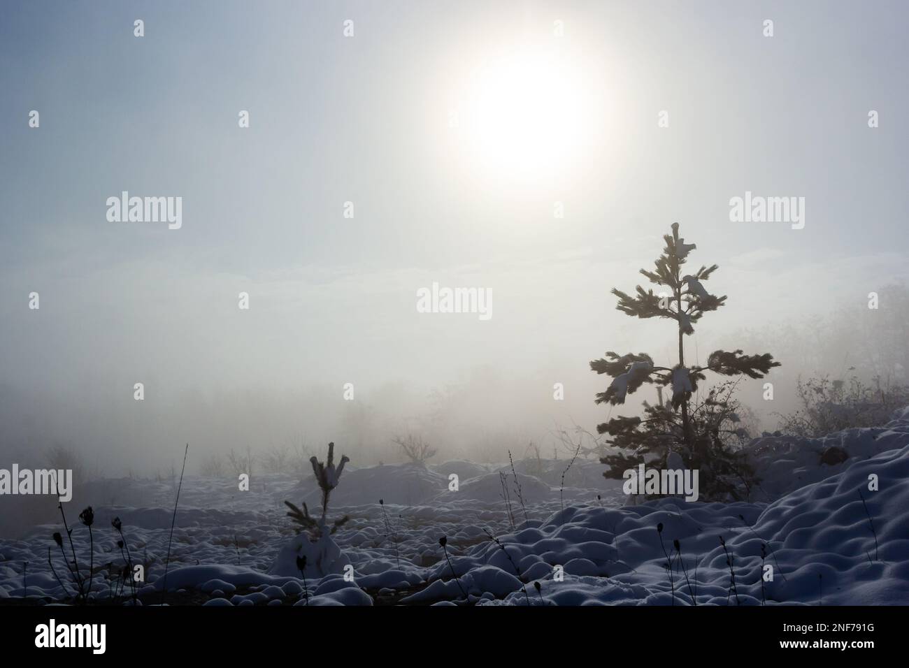 Winter verschneite frostige Landschaft. Der Wald ist schneebedeckt. Frost und Nebel im Park. Stockfoto