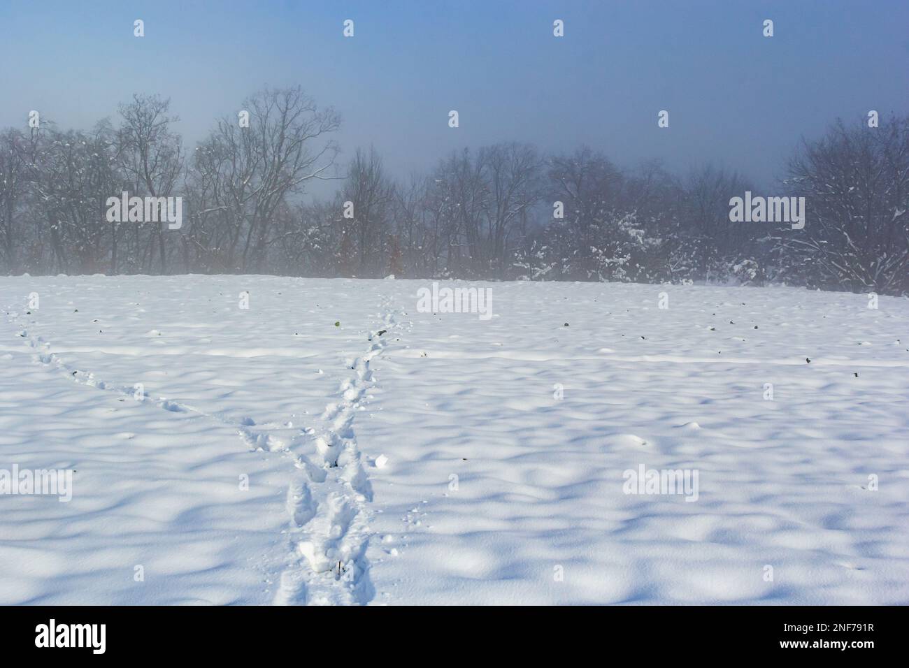 Winter verschneite frostige Landschaft. Der Wald ist schneebedeckt. Frost und Nebel im Park. Stockfoto