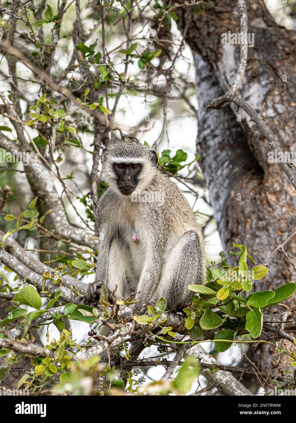 Vervet-Affen (Chlorocebus Pygerythrus) in einem Baum. Kruger-Nationalpark, Südafrika Stockfoto