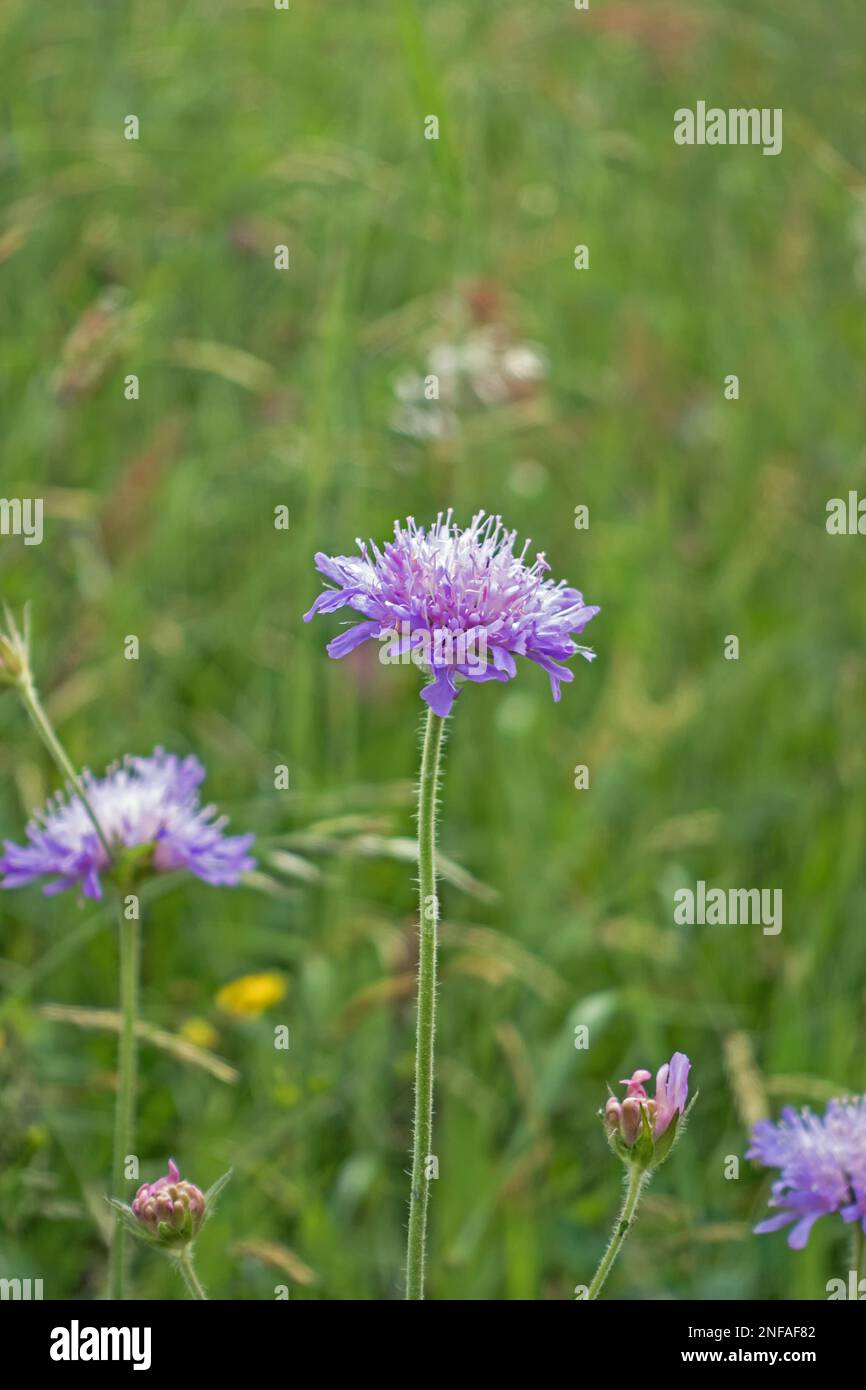Nahaufnahme der lila Blume der Witwenblume Knautia Stockfoto