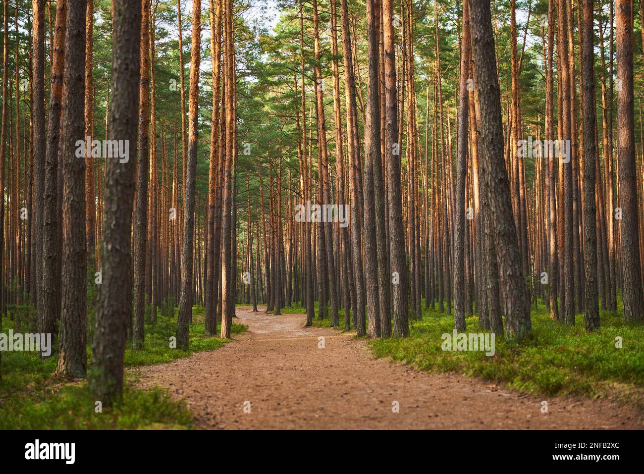 Eine Straße in einem Nadelwald in Roztocze Stockfoto