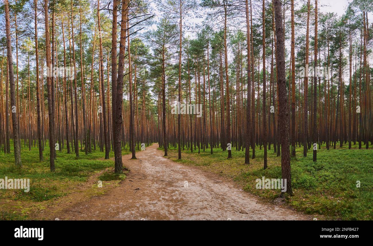 Eine Straße in einem Nadelwald in Roztocze Stockfoto