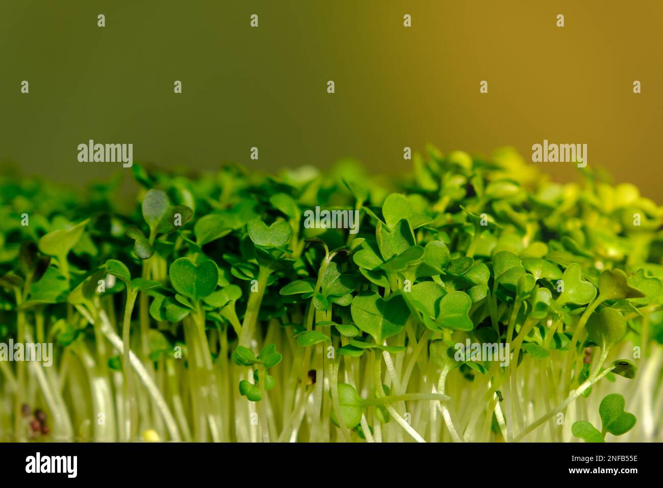 Frisch gezüchteter Mikrosalat. Anbau von Brunnenkresse-Salatsprossen. Micro Greens gesundes Essen. Veganes Essen Stockfoto