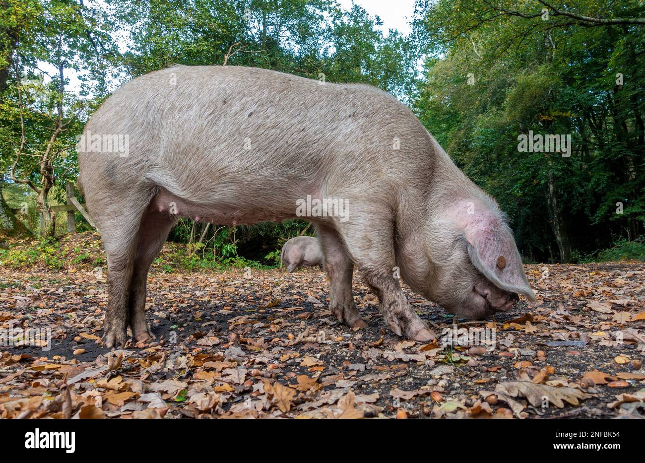 Pannage oder gemeiner Mast – im September wandern frei lebende Hausschweine durch den New Forest, wenn Eicheln und andere Nüsse von den Bäumen fallen. Stockfoto