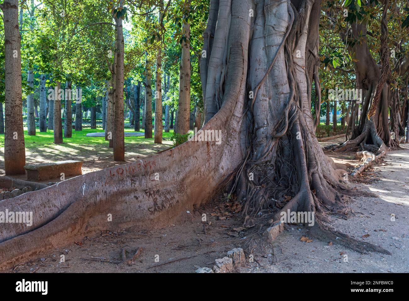 Wurzeln jahrhundertealter Bäume im Park von Villa Giulia, Palermo Stockfoto